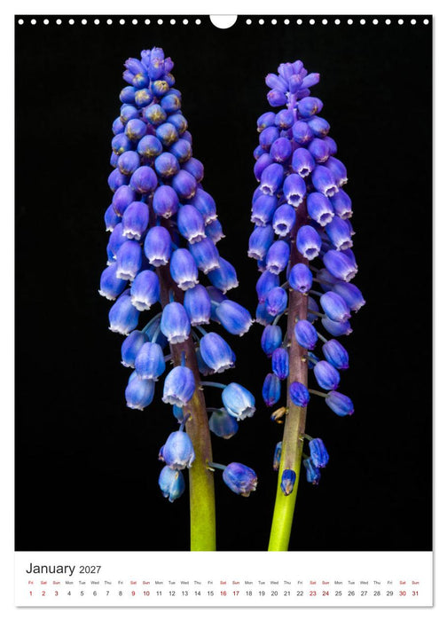 Springtime in my garden (CALVENDO Monthly Calendar 2027)