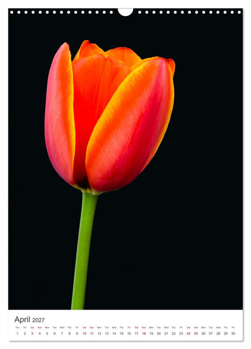 Springtime in my garden (CALVENDO Monthly Calendar 2027)