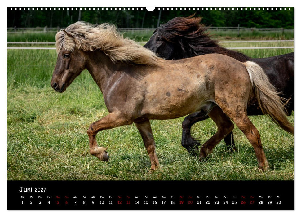 Charakterstarke Islandpferde (CALVENDO Wandkalender 2027)