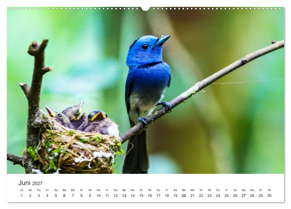 Vogelwelt - Die Könige der Lüfte. (CALVENDO Wandkalender 2027)