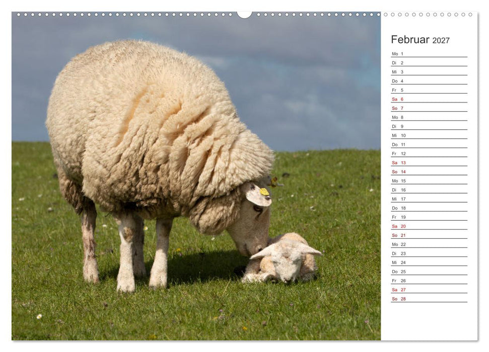 Deichschafe - Hüter der Deiche in Nordfriesland (CALVENDO Wandkalender 2027)