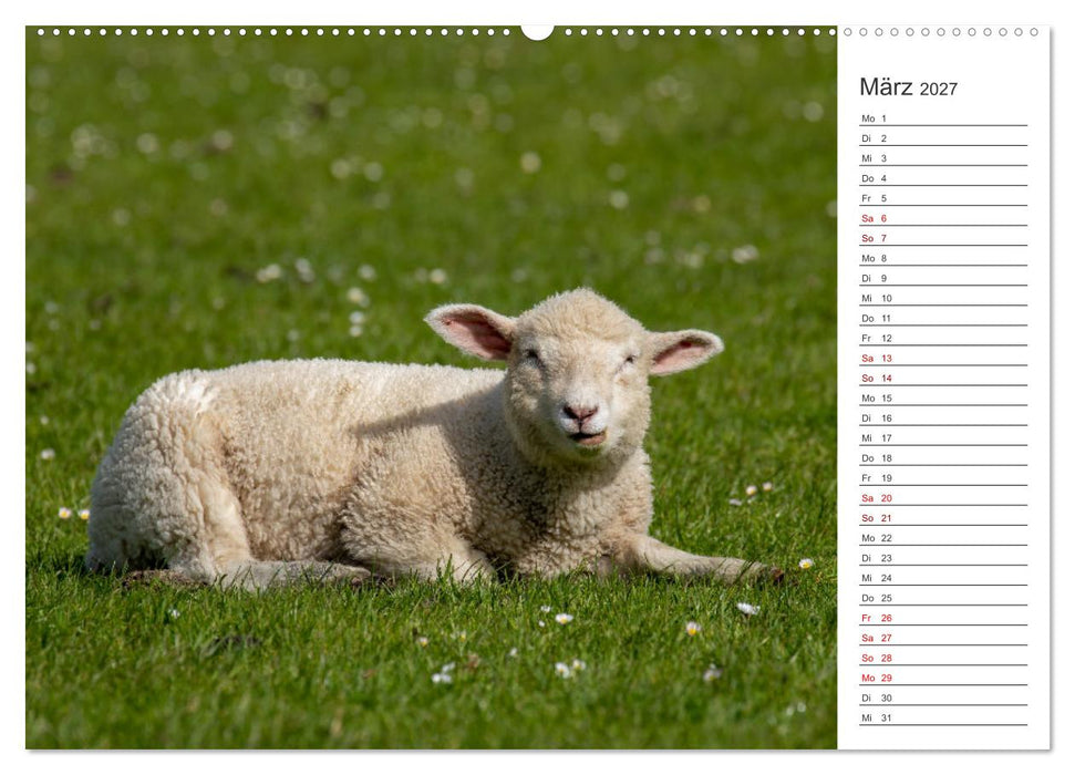 Deichschafe - Hüter der Deiche in Nordfriesland (CALVENDO Wandkalender 2027)