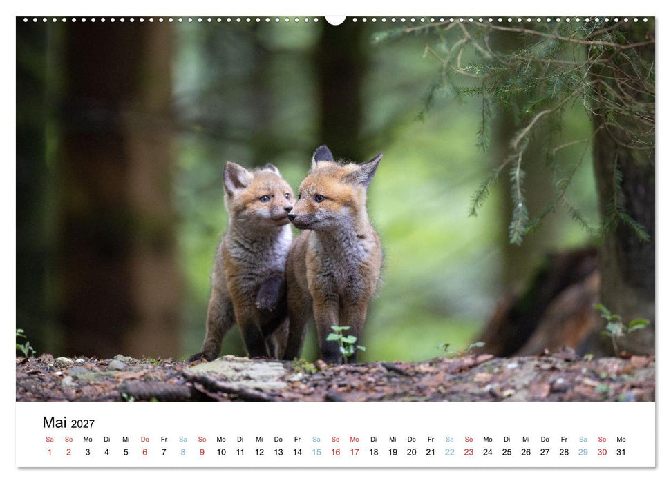 Rotfuchswelpen (CALVENDO Wandkalender 2027)