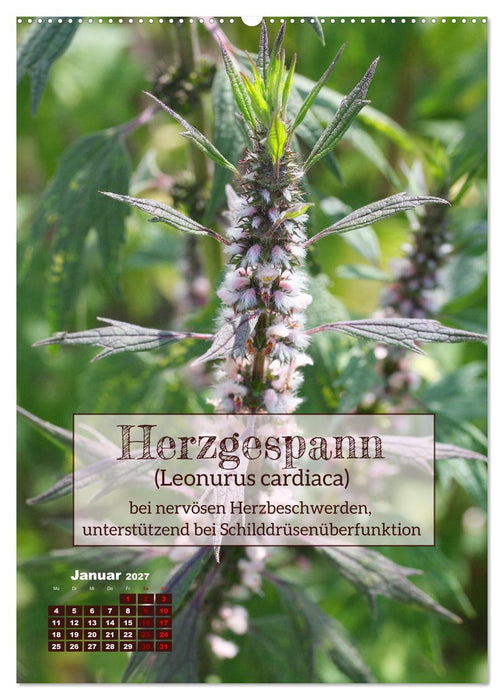 Arzneipflanzen - heilend und giftig (CALVENDO Wandkalender 2027)