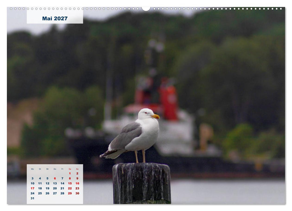 Rügen Träume (CALVENDO Wandkalender 2027)