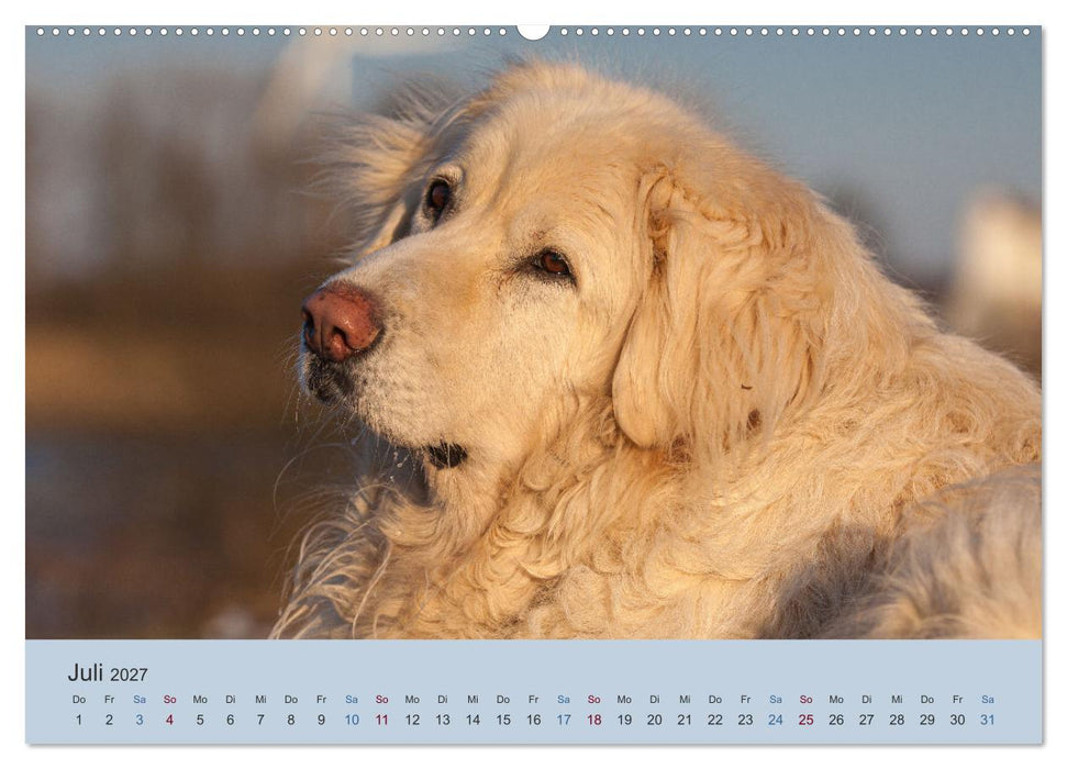 Kaukasischer Owtscharka (CALVENDO Premium Wandkalender 2027)