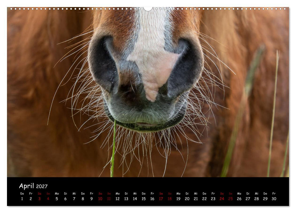 Charakterstarke Islandpferde (CALVENDO Premium Wandkalender 2027)
