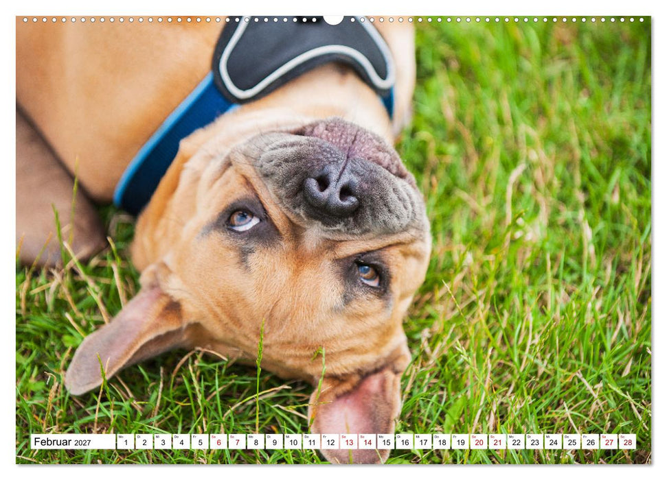 Französische Bulldogge - Kleine Helden auf vier Pfoten (CALVENDO Wandkalender 2027)