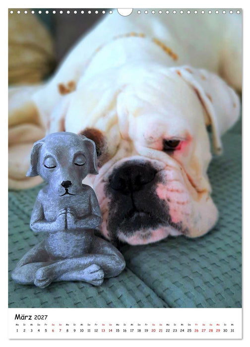 Weißer BOXER (CALVENDO Wandkalender 2027)