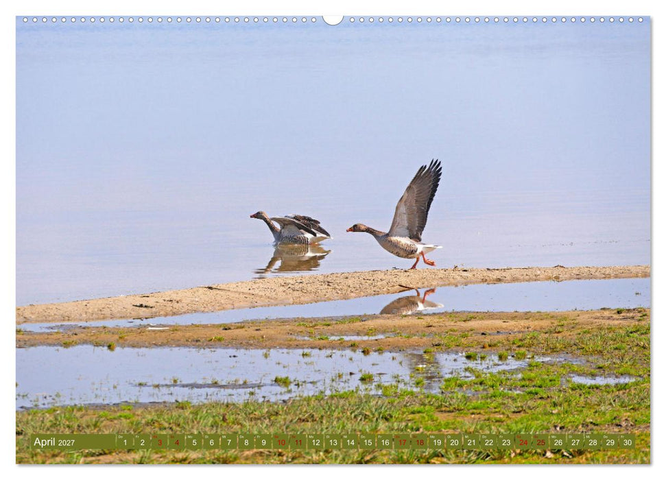 Steinhuder Meer, Vogel-Momente (CALVENDO Premium Wandkalender 2027)