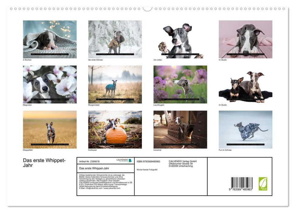 Das erste Whippet-Jahr (CALVENDO Premium Wandkalender 2027)