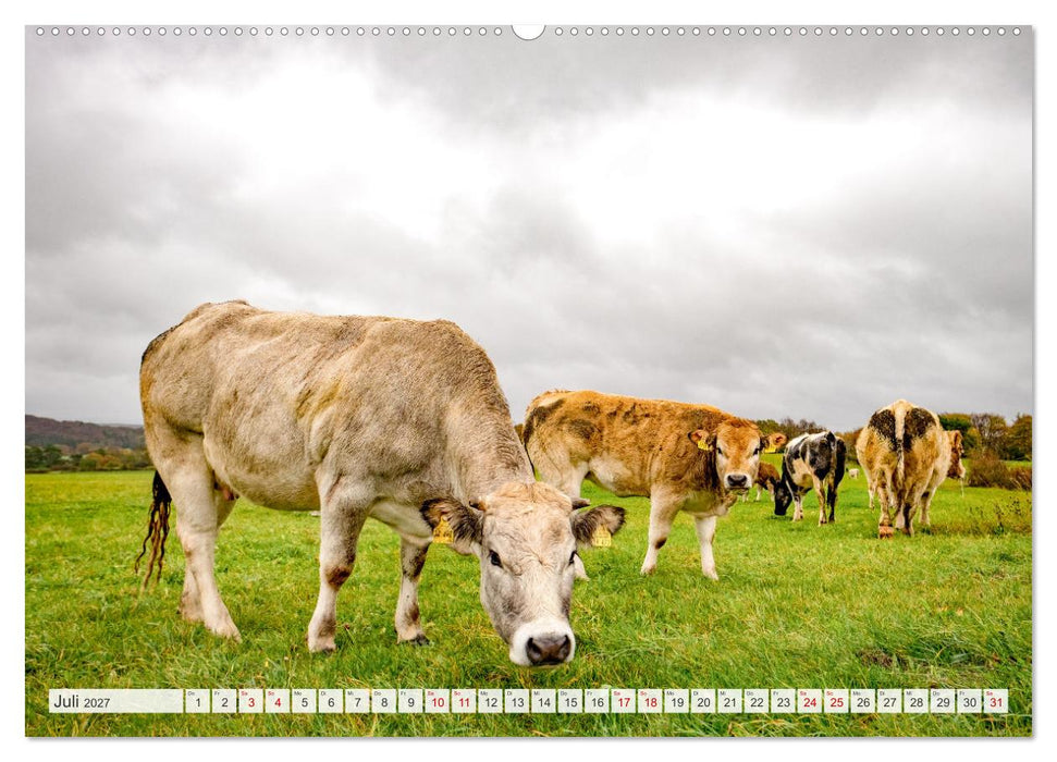 Nationalpark Eifel - Schöne Tage im Grünen (CALVENDO Premium Wandkalender 2027)