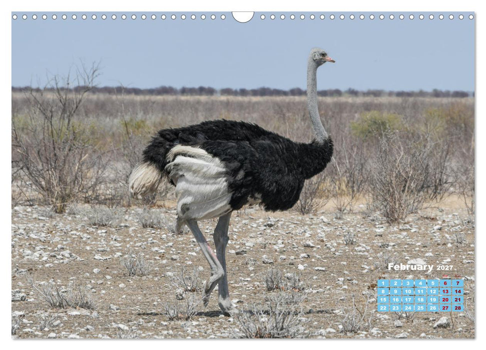 Birds of the Southern African Wild (CALVENDO Monthly Calendar 2027)