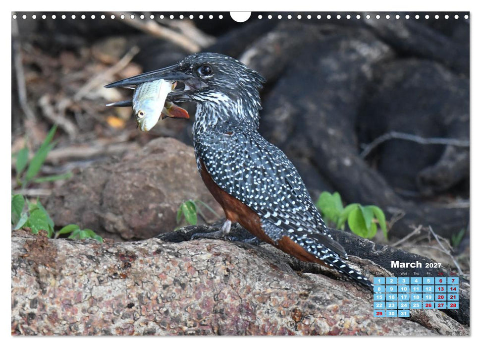 Birds of the Southern African Wild (CALVENDO Monthly Calendar 2027)