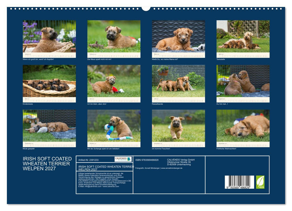 IRISH SOFT COATED WHEATEN TERRIER WELPEN 2027 (CALVENDO Premium Wandkalender 2027)