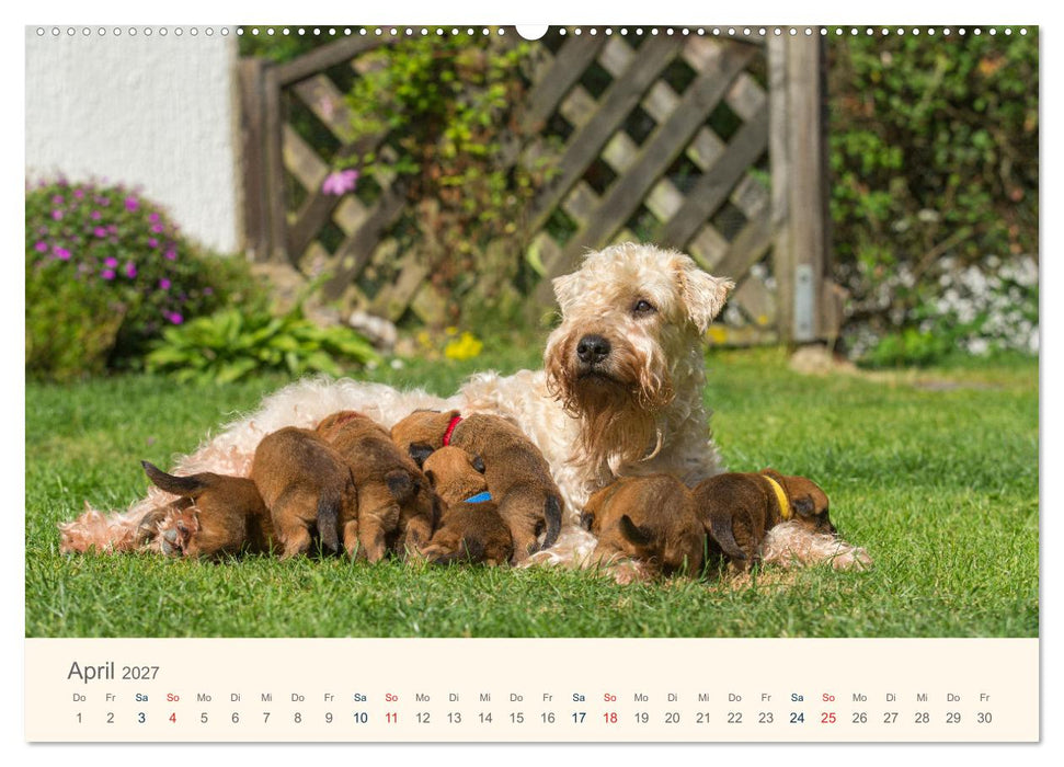 IRISH SOFT COATED WHEATEN TERRIER WELPEN 2027 (CALVENDO Premium Wandkalender 2027)