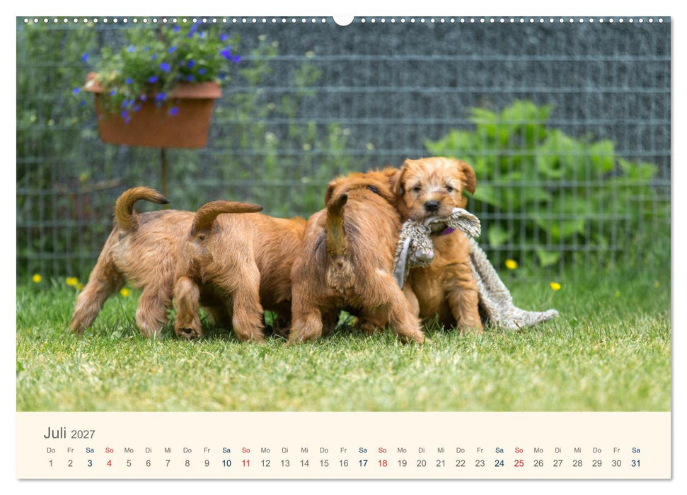 IRISH SOFT COATED WHEATEN TERRIER WELPEN 2027 (CALVENDO Premium Wandkalender 2027)