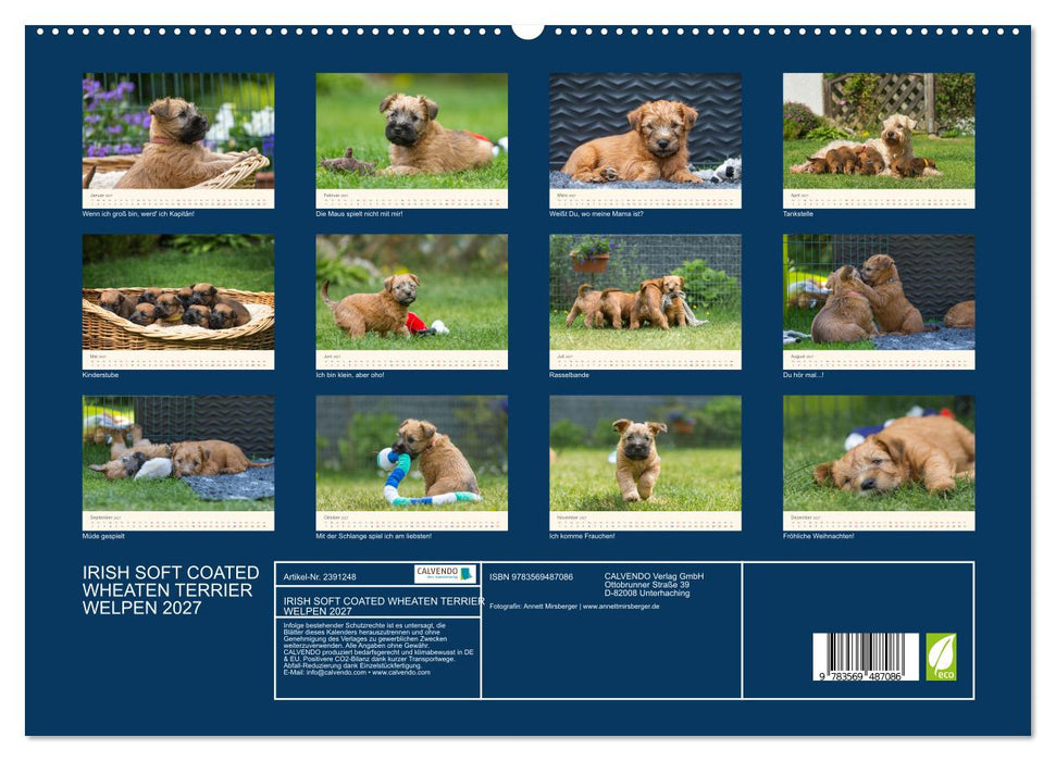 IRISH SOFT COATED WHEATEN TERRIER WELPEN 2027 (CALVENDO Wandkalender 2027)