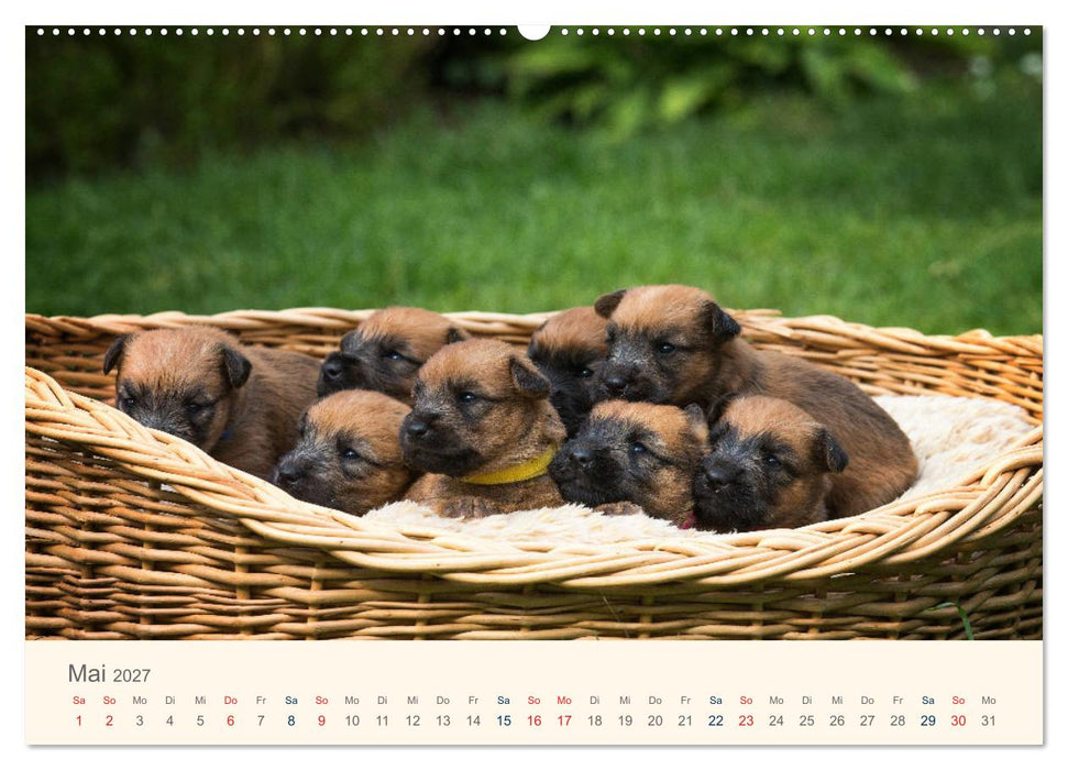 IRISH SOFT COATED WHEATEN TERRIER WELPEN 2027 (CALVENDO Wandkalender 2027)