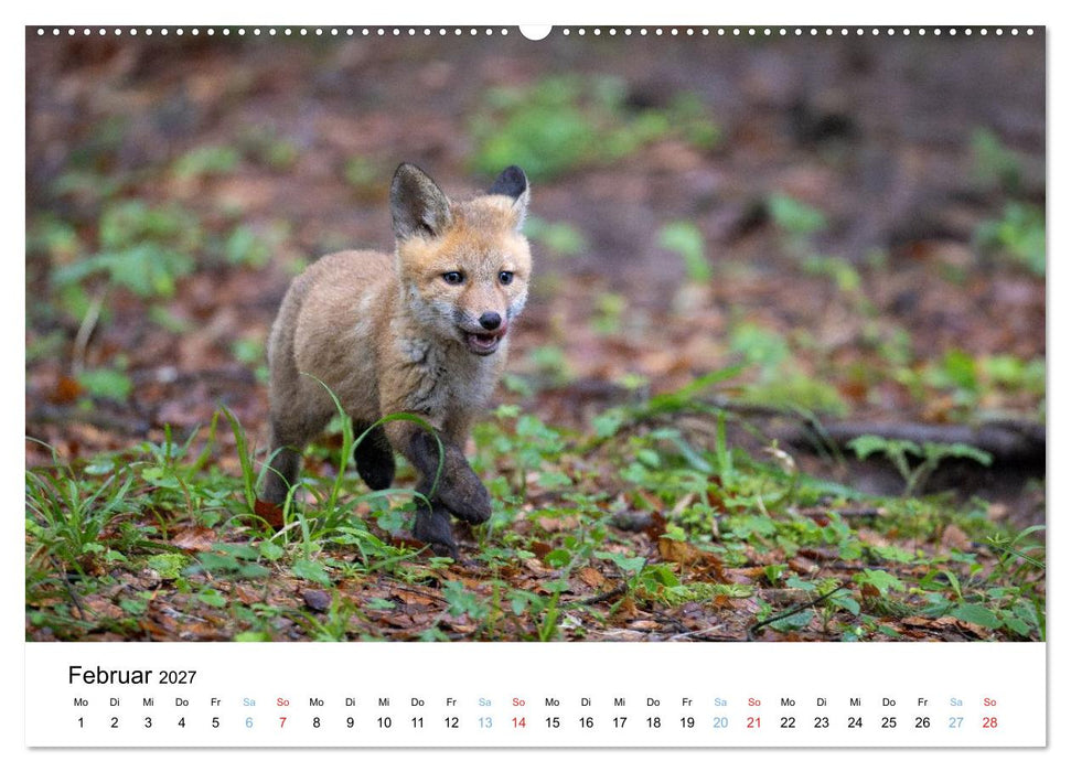 Rotfuchswelpen (CALVENDO Premium Wandkalender 2027)