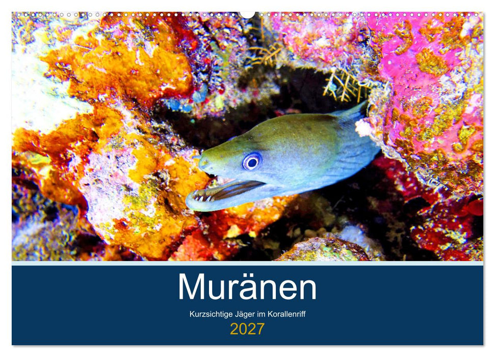 Muränen - Kurzsichtige Jäger im Korallenriff (CALVENDO Wandkalender 2027)
