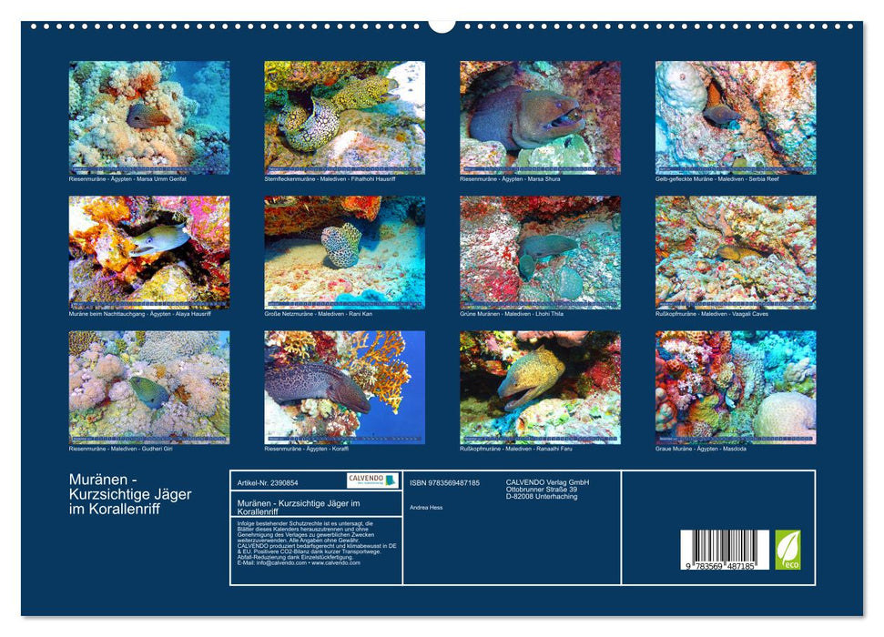 Muränen - Kurzsichtige Jäger im Korallenriff (CALVENDO Wandkalender 2027)