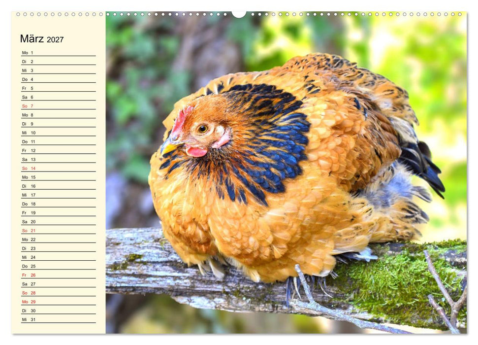 Hühner. Intelligent, schön und faszinierend (CALVENDO Wandkalender 2027)