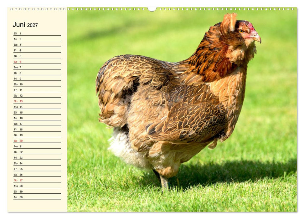 Hühner. Intelligent, schön und faszinierend (CALVENDO Wandkalender 2027)