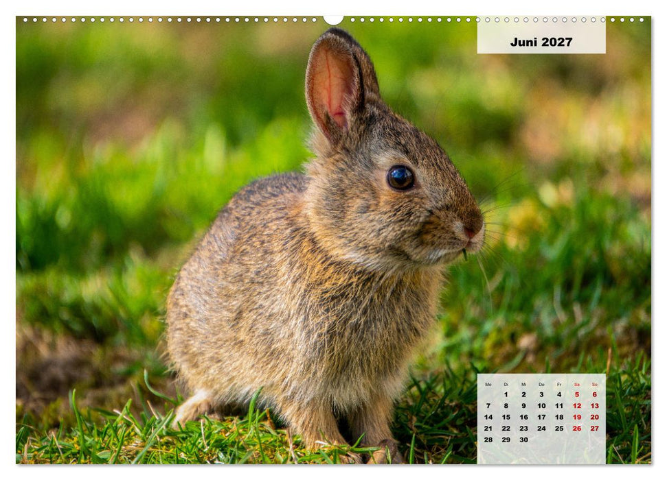 Die Tiere unseres Waldes (CALVENDO Wandkalender 2027)