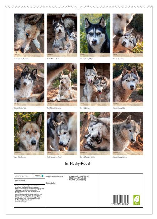 Im Husky-Rudel (CALVENDO Premium Wandkalender 2027)