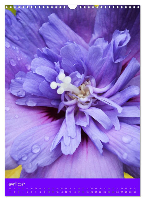 Senteurs florales (CALVENDO Calendrier mensuel 2027)