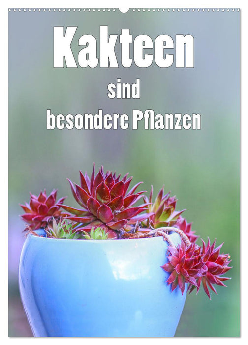 Kakteen sind besondere Pflanzen (CALVENDO Wandkalender 2027)