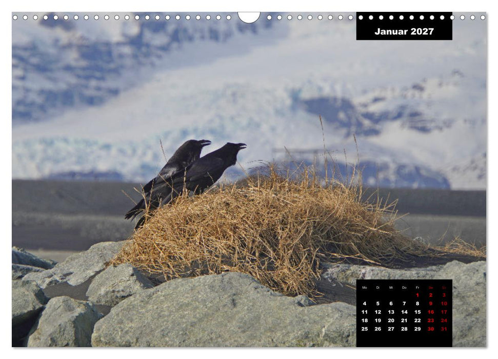 Islands Tierwelt - Mit tierischen Inselbewohnern durchs Jahr (CALVENDO Wandkalender 2027)