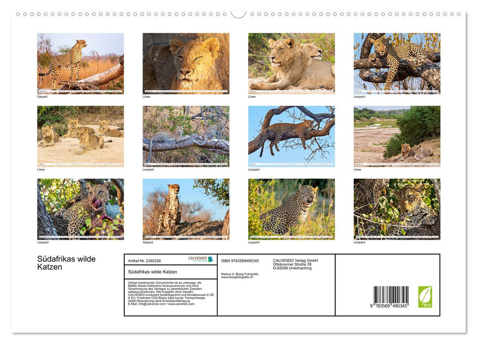Südafrikas wilde Katzen (CALVENDO Wandkalender 2027)