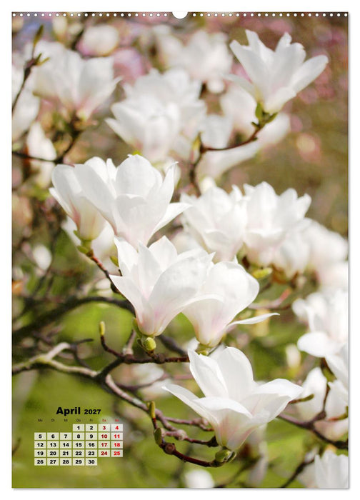 Magnolien Ein Frühlingstraum (CALVENDO Premium Wandkalender 2027)