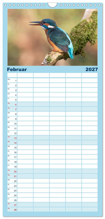 Alcedo atthis. Der Eisvogel (CALVENDO Familienplaner 2027)