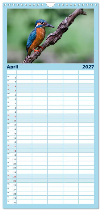 Alcedo atthis. Der Eisvogel (CALVENDO Familienplaner 2027)