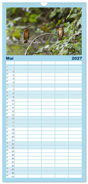 Alcedo atthis. Der Eisvogel (CALVENDO Familienplaner 2027)