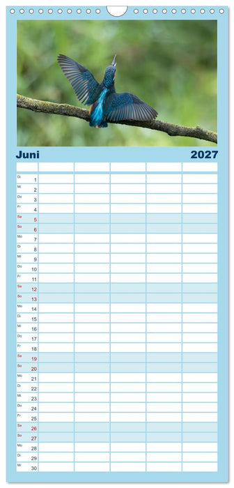 Alcedo atthis. Der Eisvogel (CALVENDO Familienplaner 2027)