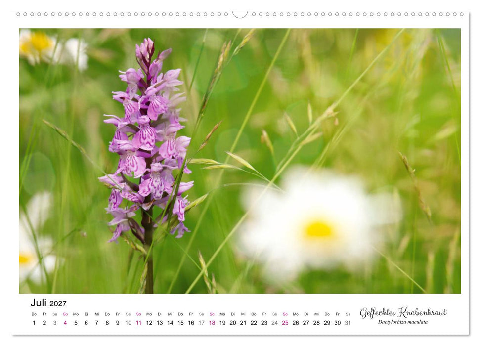Knabenkraut (CALVENDO Premium Wandkalender 2027)