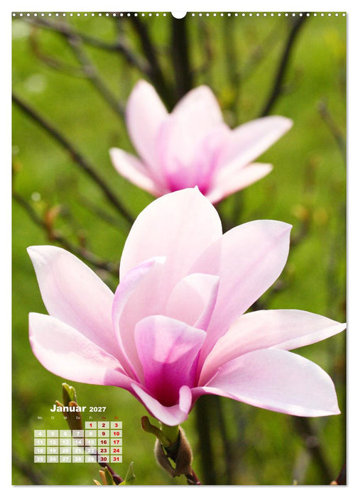 Magnolien Ein Frühlingstraum (CALVENDO Wandkalender 2027)