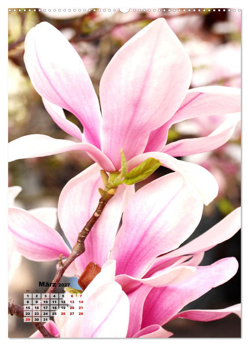 Magnolien Ein Frühlingstraum (CALVENDO Wandkalender 2027)