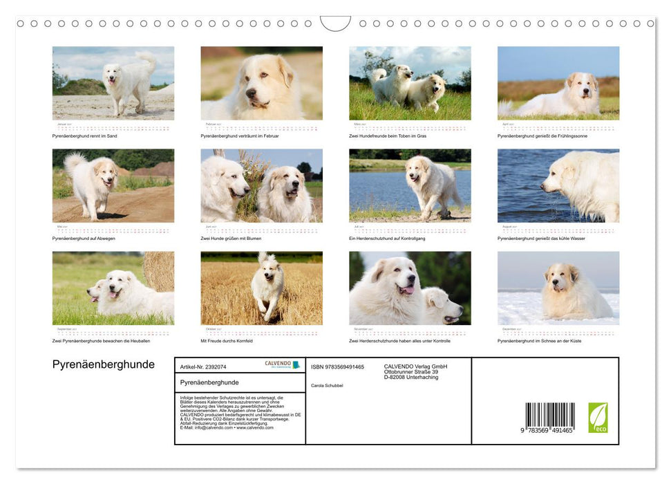 Pyrenäenberghunde (CALVENDO Wandkalender 2027)