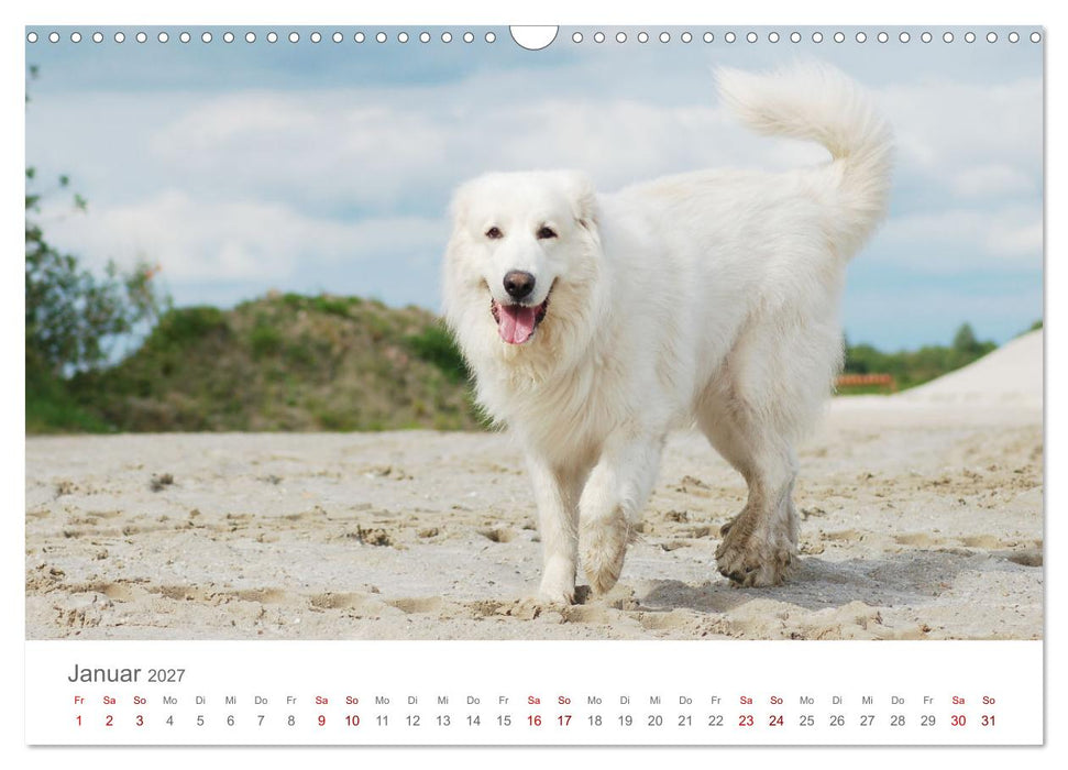 Pyrenäenberghunde (CALVENDO Wandkalender 2027)