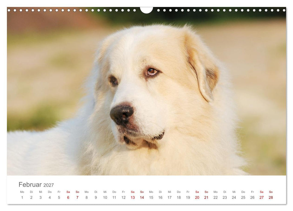 Pyrenäenberghunde (CALVENDO Wandkalender 2027)