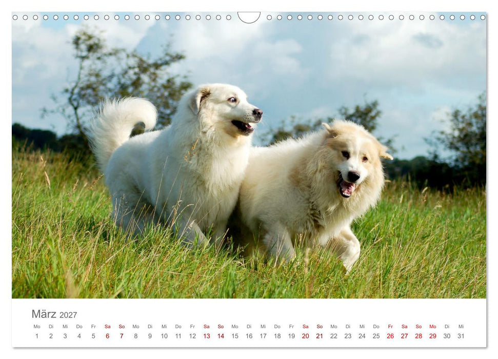 Pyrenäenberghunde (CALVENDO Wandkalender 2027)