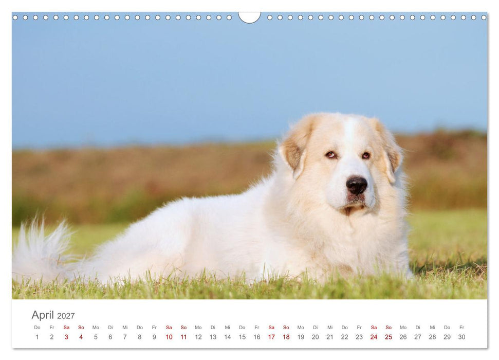 Pyrenäenberghunde (CALVENDO Wandkalender 2027)