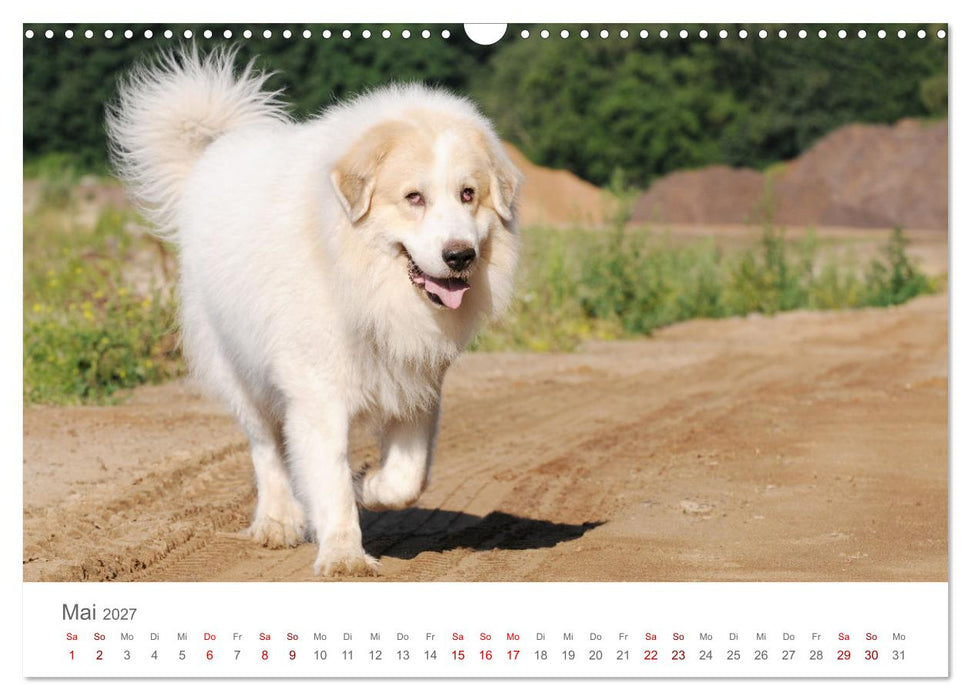 Pyrenäenberghunde (CALVENDO Wandkalender 2027)