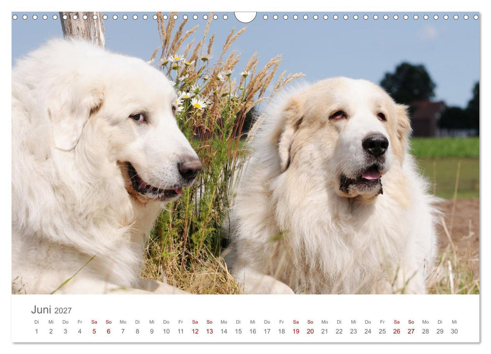 Pyrenäenberghunde (CALVENDO Wandkalender 2027)