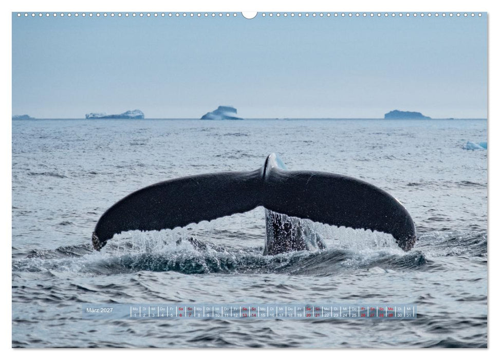 Tasiilaq - Ein kurzer Sommer in Ostgrönland (CALVENDO Wandkalender 2027)